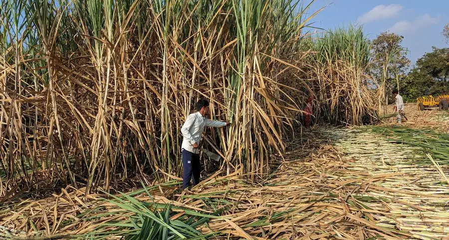 India's sugar output rises 48% y/y as more mills begin crushing