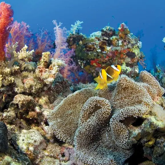 المؤتمر العالمي للحفاظ على الطبيعة 2025 في أبوظبي يدفع عجلة التعاون العالمي في مجال حماية البيئة