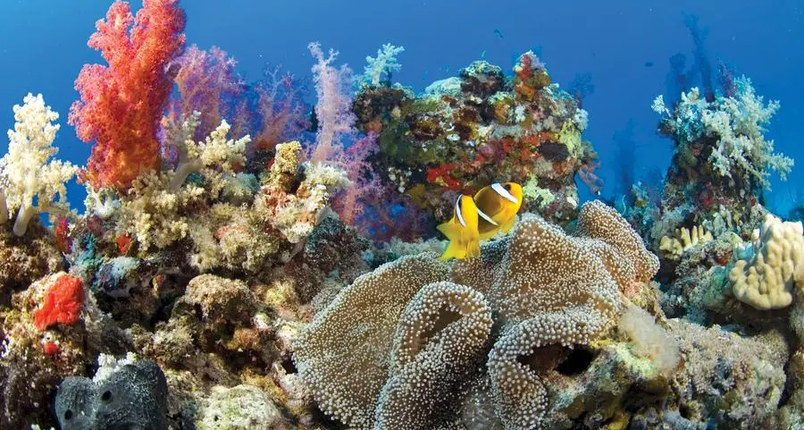 المؤتمر العالمي للحفاظ على الطبيعة 2025 في أبوظبي يدفع عجلة التعاون العالمي في مجال حماية البيئة