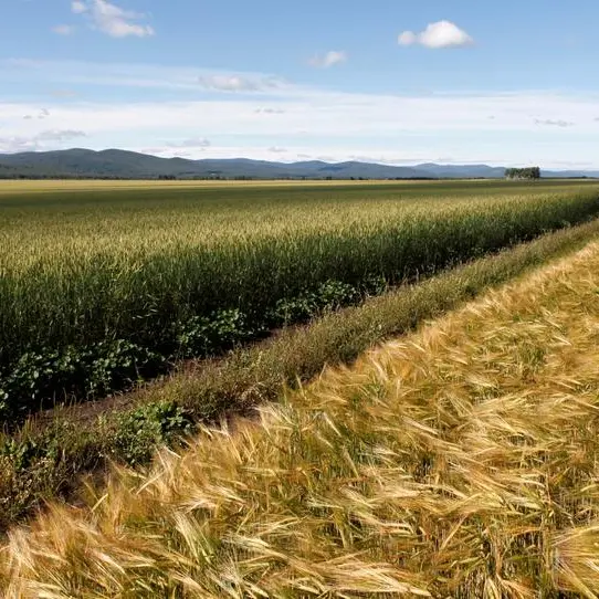 Wheat heads for biggest weekly fall since June on ample supply