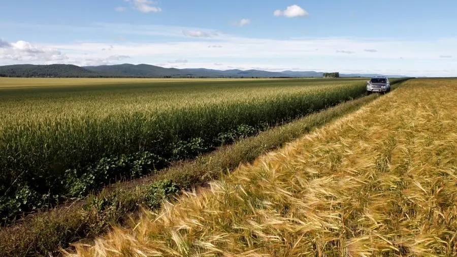 Wheat heads for biggest weekly fall since June on ample supply