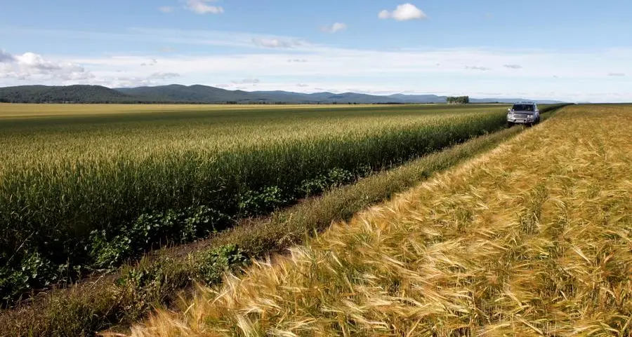 Wheat heads for biggest weekly fall since June on ample supply