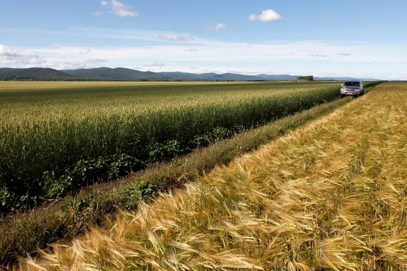 Wheat heads for biggest weekly fall since June on ample supply