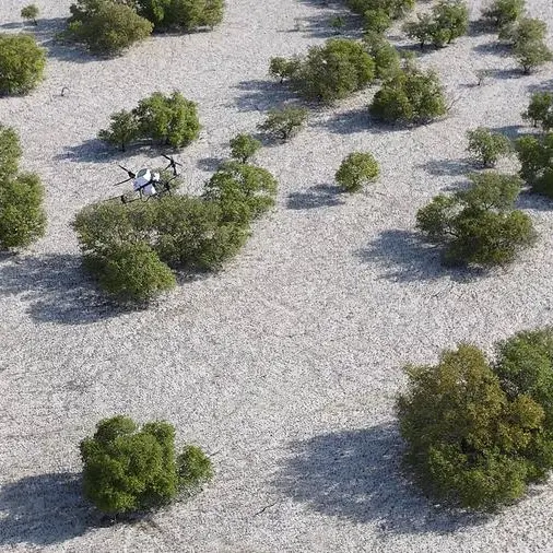 Nabat, new Abu Dhabi climate tech venture, to use AI and robotics to restore mangroves and boost climate resilience