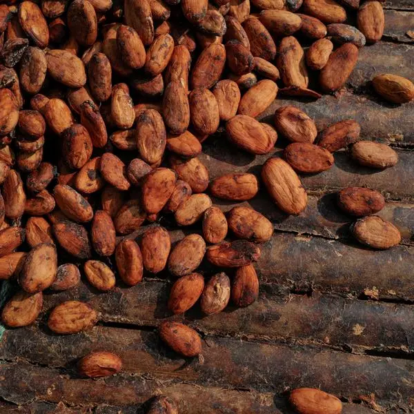 Ghana cocoa farmers warn of output slump as heavy rains, disease hit crop