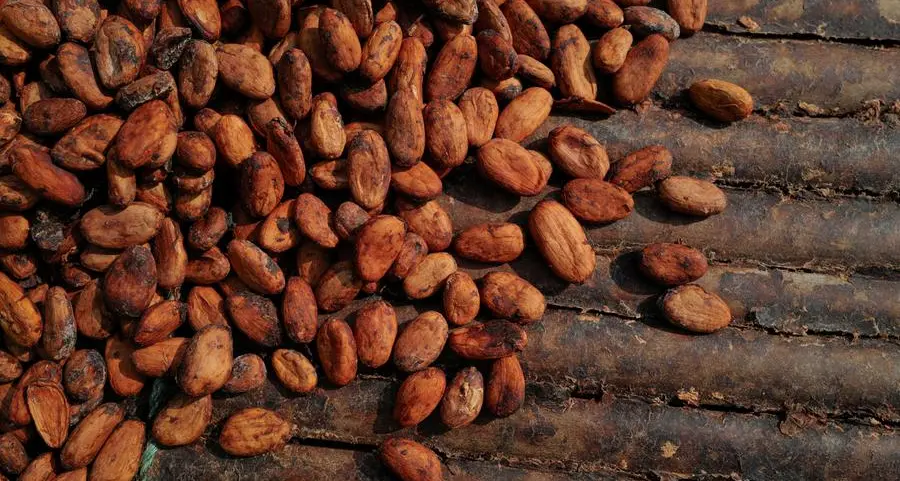 Ghana cocoa farmers warn of output slump as heavy rains, disease hit crop