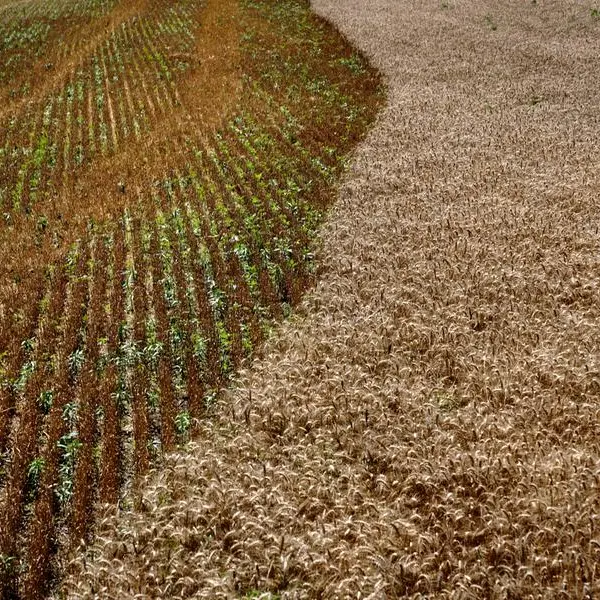 Wheat inches higher as US crop gets off to poor start