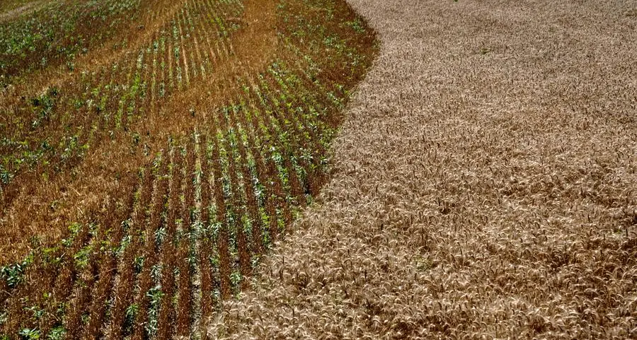 Wheat inches higher as US crop gets off to poor start