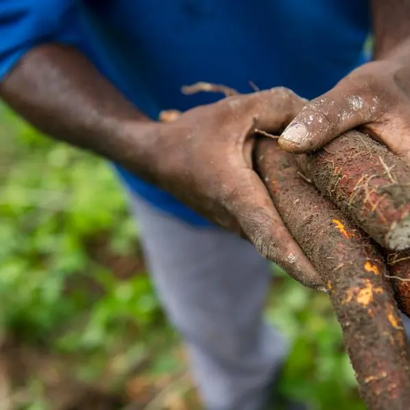 Agbeyewa farms’ drive for cassava revolution and food security in Nigeria