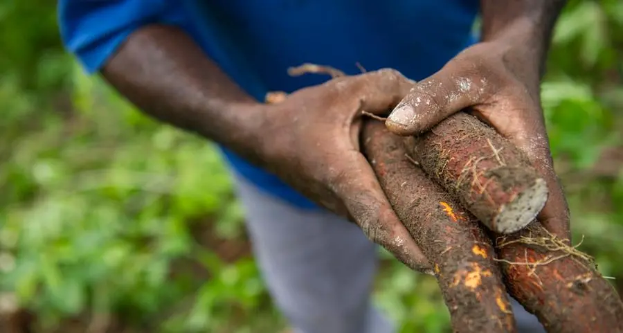 Agbeyewa farms’ drive for cassava revolution and food security in Nigeria