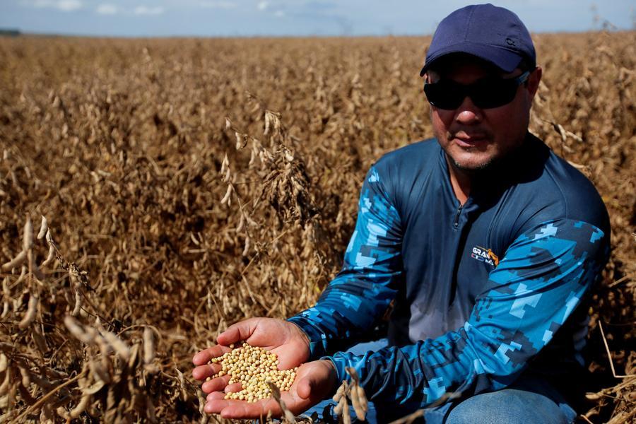 Soybeans at new three-month high on China demand hopes