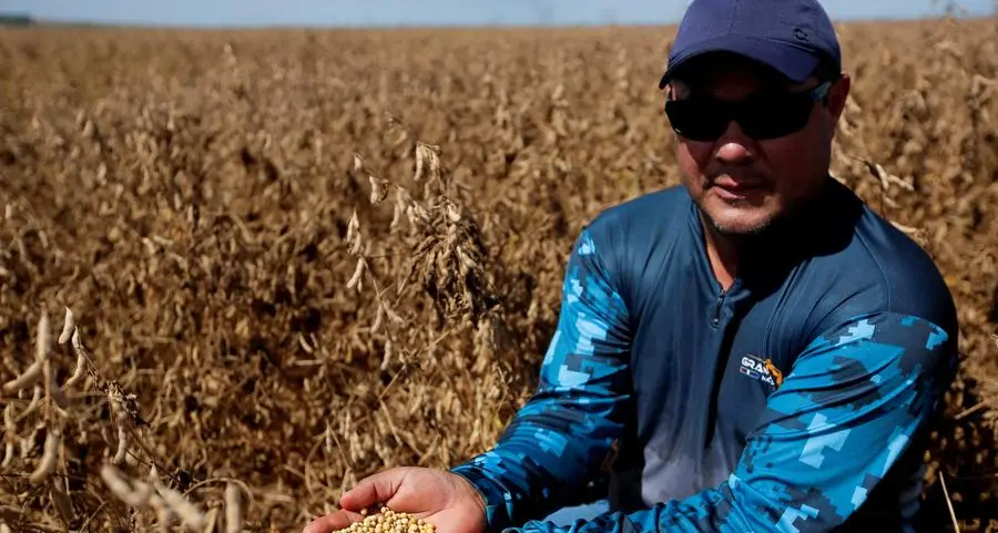 Soybeans at new three-month high on China demand hopes