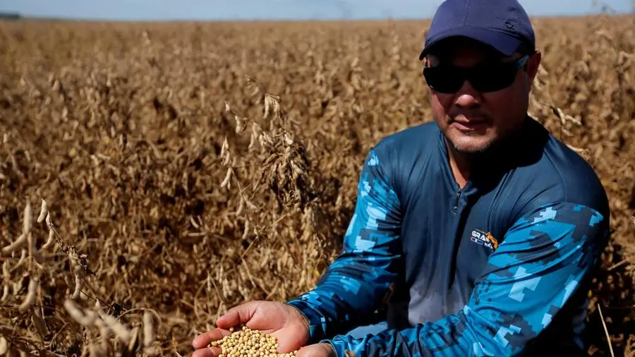 Wheat rally slows as ample supply offsets US drought fears