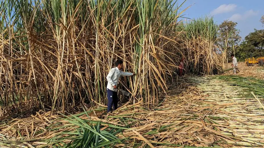 Weather woes to crush India's sugar production, export hopes