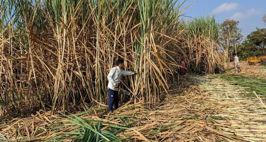 Weather woes to crush India's sugar production, export hopes