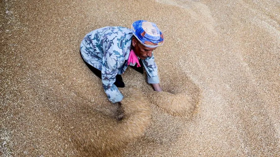 Chicago soybeans rise, wheat falls ahead of USDA report