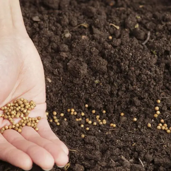 BASF Egypt launches commercial operations of Nunhems vegetable seed varieties