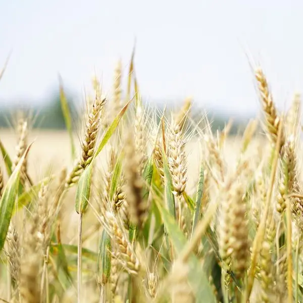 Egypt's Mostakbal Misr sidelines GASC with wheat and vegoils purchase plan