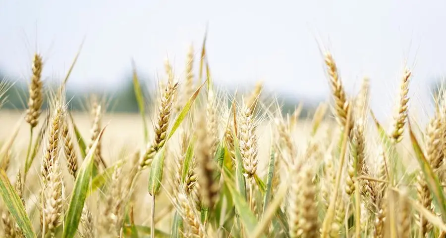 Nigeria: Enabling private sector to thrive in wheat production