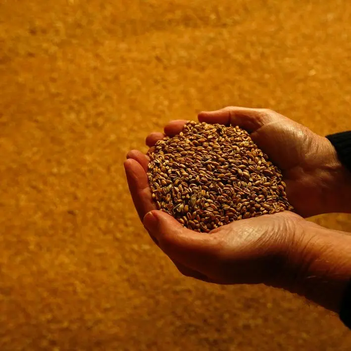 وزارة التموين المصرية ترفض الادعاءات بالتلاعب في أرقام مشتريات القمح