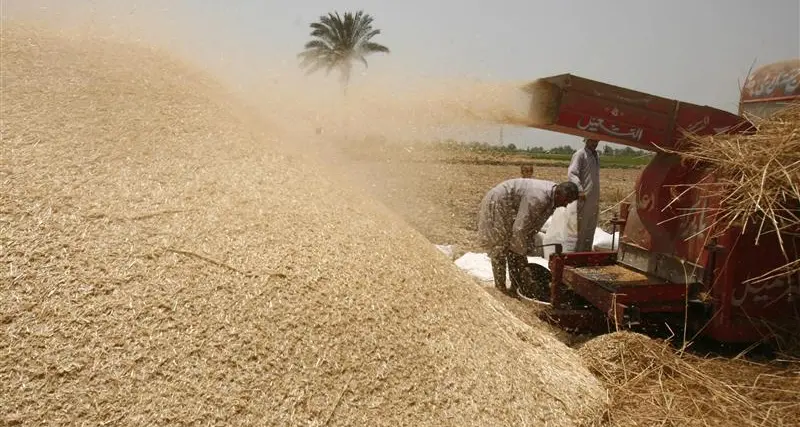 تجار: مصر تتلقى عروضا من 13 شركة في مناقصة لشراء القمح