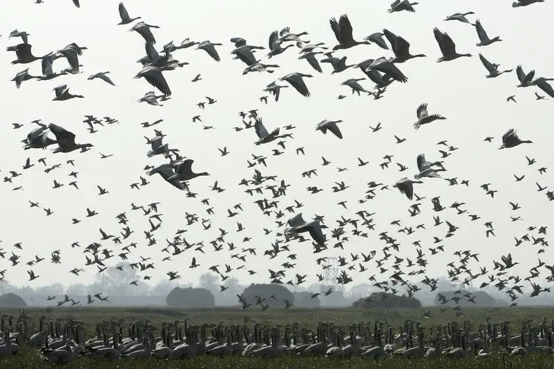 Reuters Images/Amit Gupta