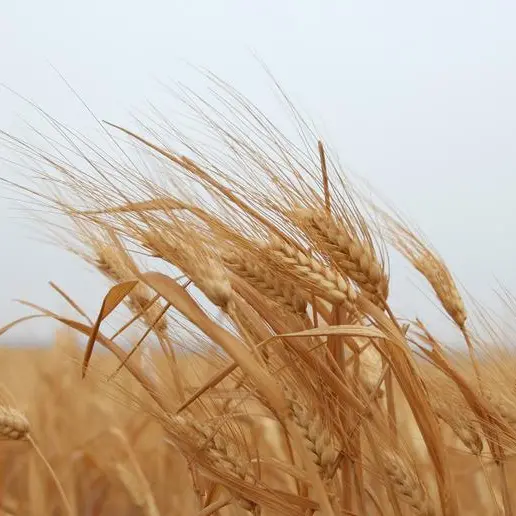 الإمارات تطرح مناقصة لشراء 28 ألف طن من القمح الصلد و88 ألف طن من الذرة