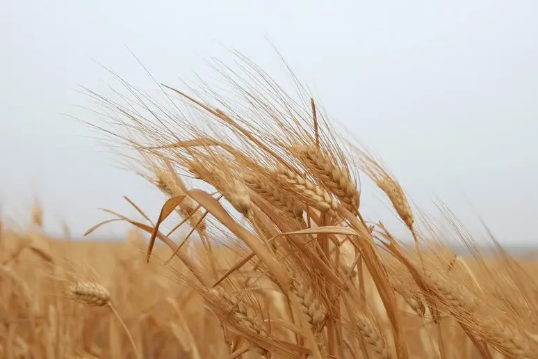 الإمارات تطرح مناقصة لشراء 28 ألف طن من القمح الصلد و88 ألف طن من الذرة