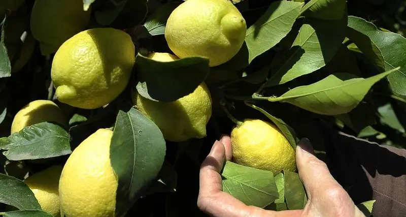 5 استخدامات جديدة لليمون لم تسمع بها من قبل!