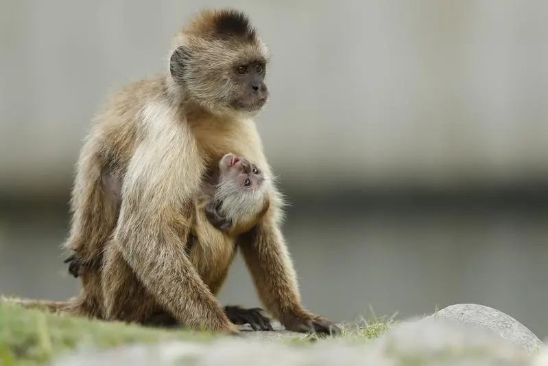 A baby capuchin monkey hangs up-side-down from his mother at Parque del Este in Caracas , Reuters Images/Jorge Silva
