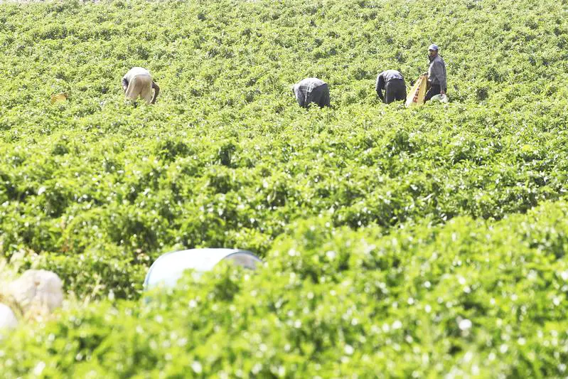 Reuters Images/Muhammad Hamed 