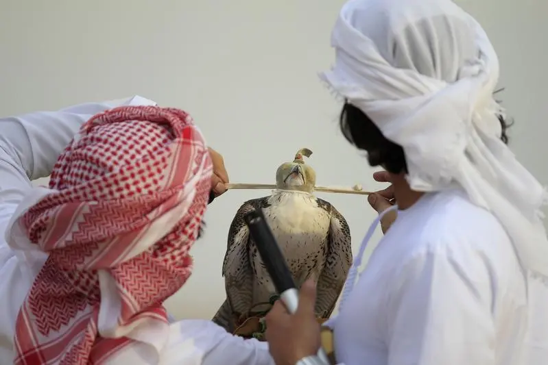 Participants fasten a hood over the eyes of a falcon after it raced during the first day of the Abu Dhabi Falconry 400m competitions in Al Wathba, Abu Dhabi, November 29, 2012. Image for illustrative purpose. , Reuters Images/Jumana El Heloueh 