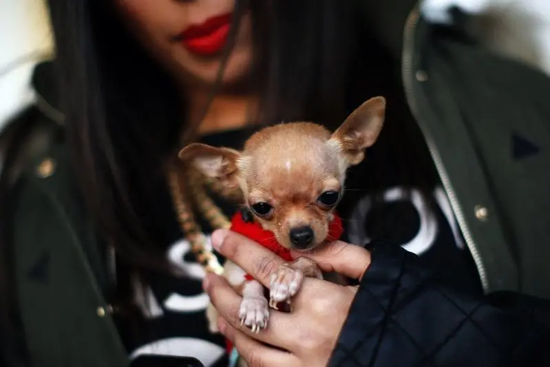 Image used for illustrative purposes. A woman holds her dog before it is blessed by a priest outside San Anton church in Churriana, near Malaga, southern Spain, January 17, 2015. Pet owners bring their animals to be blessed every year on the day of San Anton, Spain\\'s patron saint of animals. REUTERS/Jon Nazca  , Reuters Images/Jon Nazca 