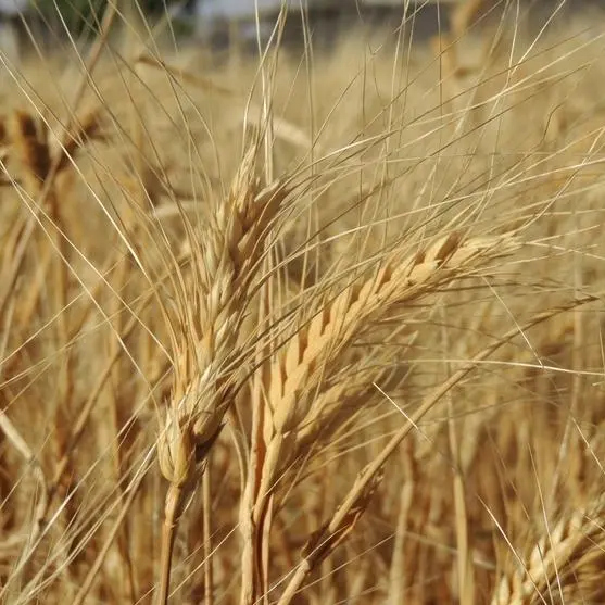 مؤسسة الحبوب السورية تسعى لشراء 150 ألف طن من القمح الروسي في مناقصة