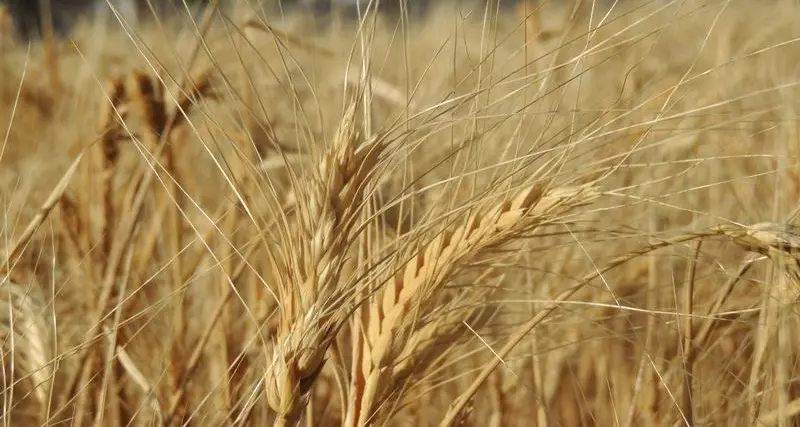 المغرب يطرح مناقصة لشراء 133 ألف طن من القمح اللين