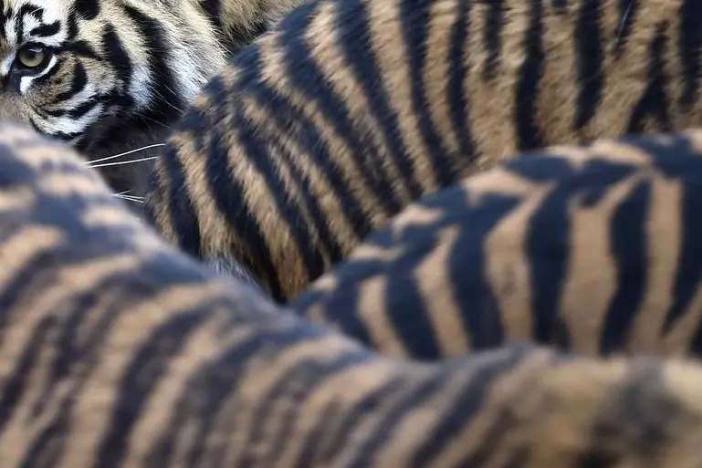 Sumatran tiger cubs and their parents walk around their enclosure at London Zoo in London, January 5, 2015. The annual stock take and animal count, a requirement of London Zoo\\'s license, included additions to the international conservation breeding programme such as the three tiger cubs and Philippine crocodiles.   REUTERS/Toby Melville  , Reuters Images/Toby Melville 