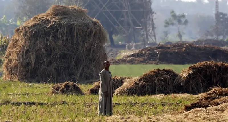 Egypt nears completion of $404mln MDF plant in Beheira