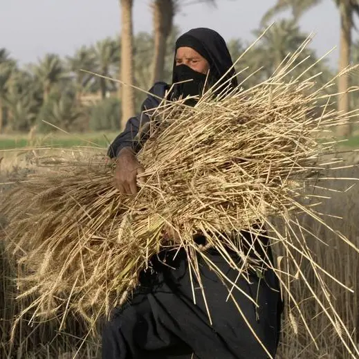 العراق يتوقع ارتفاع انتاجه من الحنطة 9% في الشتاء المقبل