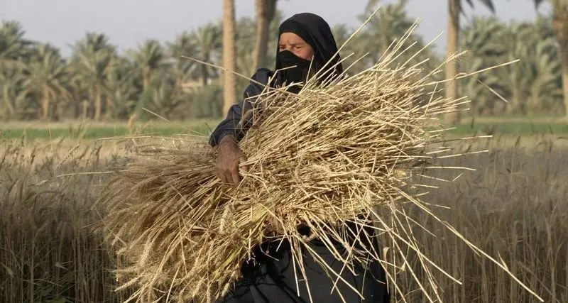 مشتريات القمح المحلي بالعراق تتجاوز 3.2 مليون طن منذ بداية الموسم
