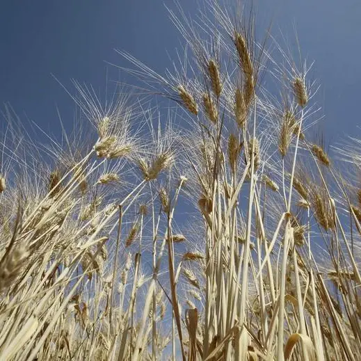 Algeria buys about 1mln T wheat in tender, traders say