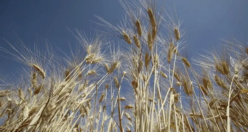 Algeria buys about 1mln T wheat in tender, traders say