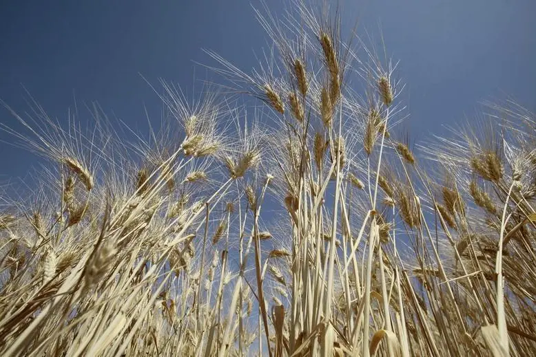 Wheat is seen in a field on the outskirts of Berouaguia, southwest of capital Algiers July 15, 2013. Ramzi Boudina, Reuters