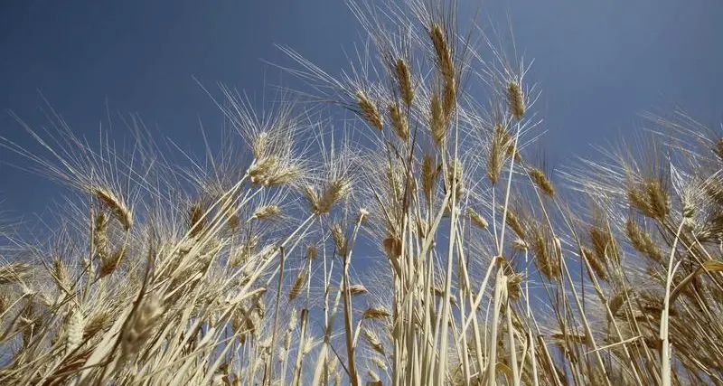 EU wheat consolidates near lows as Algeria tender awaited