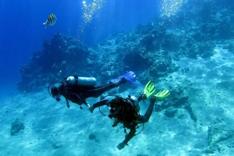 دراسة: 60 % من الشعب المرجانية بالأردن مهددة بالانقراض
