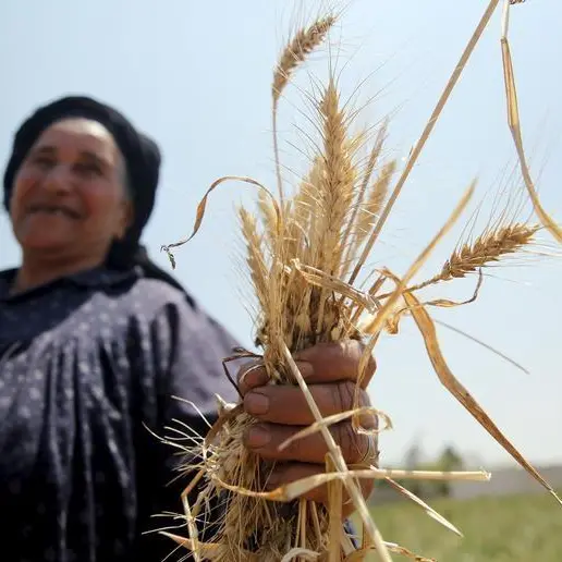 مصر تتعاقد على شراء 180 ألف طن من القمح الروسي من البورصات العالمية