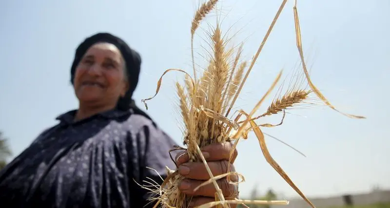 مصر تشتري 300 ألف طن من القمح