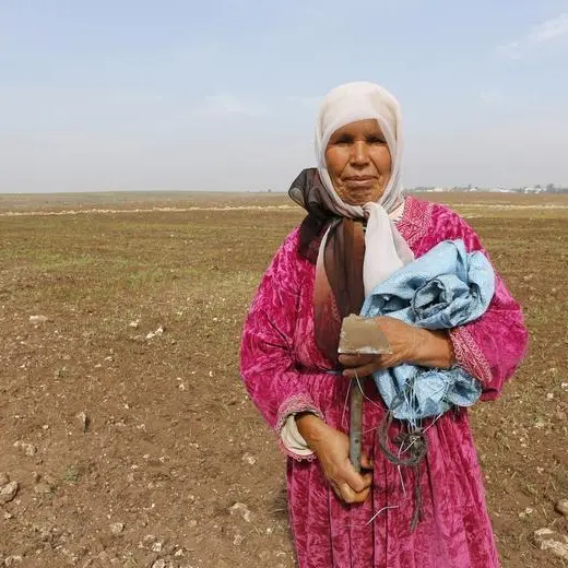 المغرب يتوقع انخفاض محصول الحبوب 70% بعد مروره بأسوأ طقس في 30 عاما