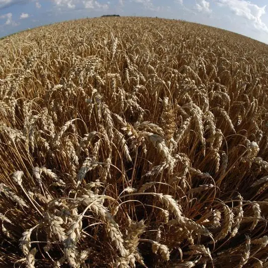 Wheat and corn hover near lows as supply pressure builds