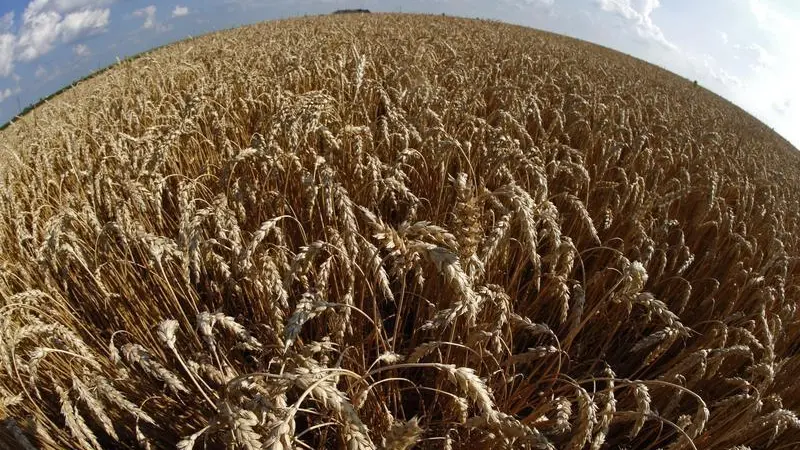 Wheat and corn hover near lows as supply pressure builds