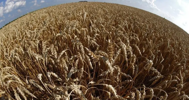 Wheat steadies after ample supply pushes prices to 5-year low